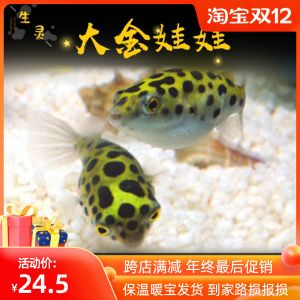 斑馬狗頭魚繁殖餌料選擇指南：斑馬狗頭魚的繁殖餌料營養(yǎng)搭配 龍魚百科 第1張