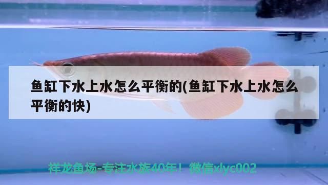 龍魚到缸底：為什么龍魚喜歡到缸底？ 水族問(wèn)答 第2張