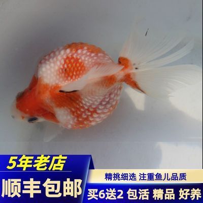 龍魚到家10天不開口怎么辦：龍魚到家后10天不開口怎么辦？ 水族問答 第1張