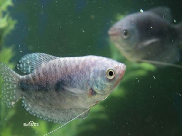 龍魚(yú)變色怎么回事視頻講解：如何通過(guò)飼料改善龍魚(yú)體色 龍魚(yú)百科 第5張