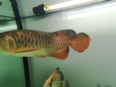 龍魚(yú)變色怎么回事視頻講解：如何通過(guò)飼料改善龍魚(yú)體色 龍魚(yú)百科 第3張