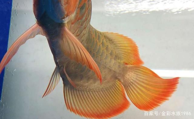 如何判斷紅龍魚(yú)健康：判斷紅龍魚(yú)是否健康是養(yǎng)好者關(guān)注的重要問(wèn)題，紅龍魚(yú)選購(gòu)技巧指南 龍魚(yú)百科 第5張