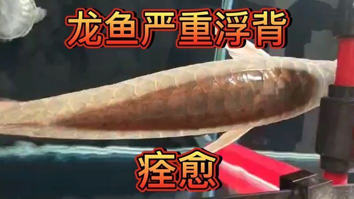 龍魚有點(diǎn)浮背：關(guān)于龍魚浮背的詳細(xì)解釋 龍魚百科 第4張