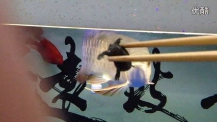 龍魚多久喂一次甲魚：龍魚和甲魚的喂養(yǎng)頻率因年齡、體型及生長(zhǎng)階段而異 龍魚百科 第4張