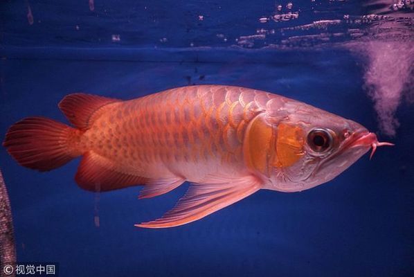 印尼小紅龍魚(yú)繁殖高峰期：印尼小紅龍魚(yú)的繁殖高峰期 龍魚(yú)百科 第4張