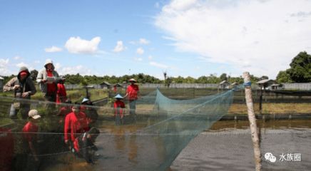 龍魚漁場在印尼哪個位置：全球最大的印尼龍魚漁場及其位置信息：印尼龍魚養(yǎng)殖基地 龍魚百科 第4張