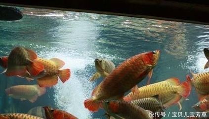 龍魚和地圖魚混養(yǎng)需要注意什么事項(xiàng)：如何預(yù)防龍魚地圖魚疾病，龍魚地圖魚混養(yǎng)的疾病防控措施