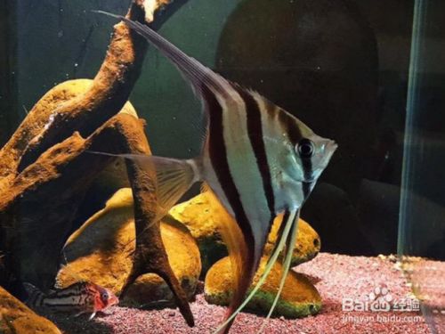 龍魚到家多久開口好一點(diǎn)：龍魚到家后，多久開口說話？ 水族問答 第2張