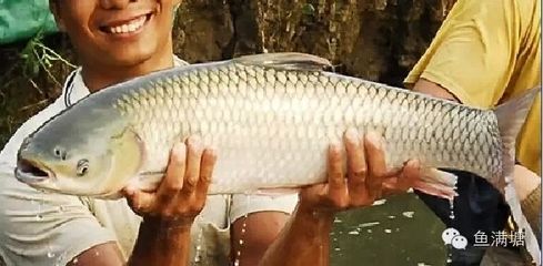 龍魚喂什么魚肉好呢圖片：龍魚喂食頻率指南：適合龍魚的魚肉類型以及喂食方法 龍魚百科 第5張