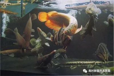 龍魚咬手疼嗎怎么辦：龍魚咬傷后如何緊急處理