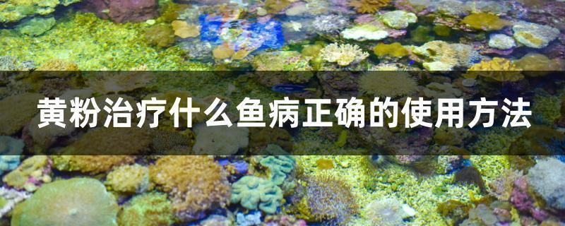 養(yǎng)龍魚放黃粉行嗎：養(yǎng)龍魚使用黃粉時(shí)需要注意以下幾點(diǎn)，養(yǎng)龍魚需要注意 龍魚百科 第4張