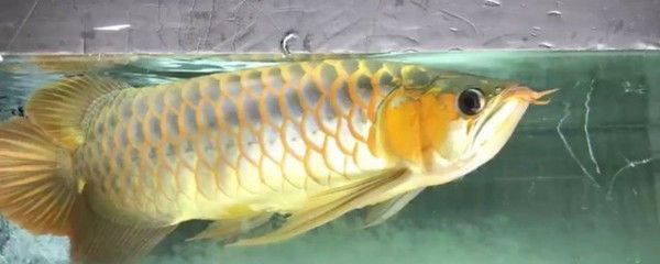 龍魚老是跳缸怎么解決：如何判斷龍魚水質問題 龍魚百科 第1張