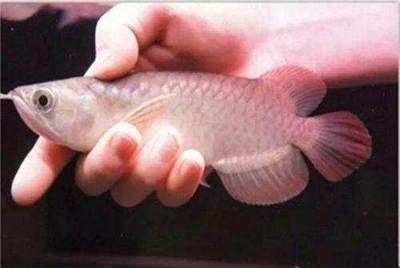 紅龍魚(yú)雜交影響特征分析：紅龍魚(yú)和金龍魚(yú)雜交的后代在特征上會(huì)出現(xiàn)多樣化的表現(xiàn) 龍魚(yú)百科 第1張