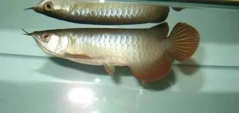 紅龍魚(yú)雜交影響特征分析：紅龍魚(yú)和金龍魚(yú)雜交的后代在特征上會(huì)出現(xiàn)多樣化的表現(xiàn) 龍魚(yú)百科 第4張