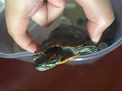 龍魚的吃法：如何正確飼養(yǎng)龍魚 水族問答 第2張