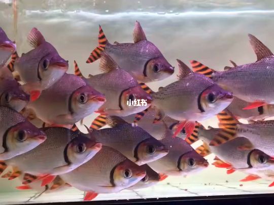 龍魚(yú)配虎魚(yú)好還是飛鳳好：龍魚(yú)與飛鳳魚(yú)混養(yǎng)的風(fēng)水寓意， 龍魚(yú)百科 第3張