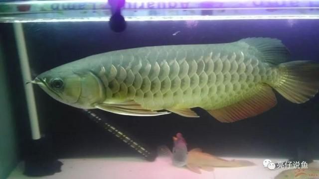 龍魚(yú)什么品種最貴最好看：世界上最貴的龍魚(yú)是什么魚(yú)？ 龍魚(yú)百科 第5張