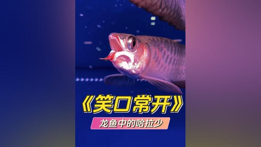 龍魚是龍還是魚：龍魚是魚而不是龍 龍魚百科 第5張