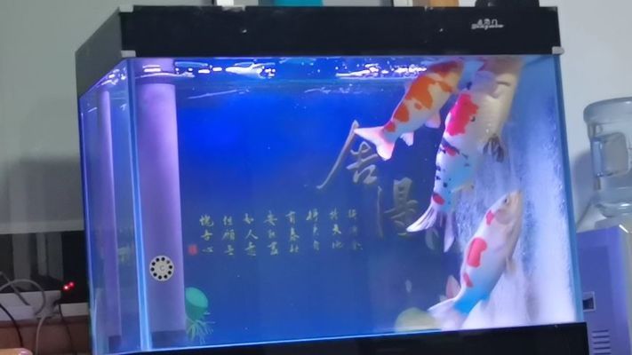 龍魚吃錦鯉視頻：關(guān)于龍魚吃錦鯉的相關(guān)信息和視頻描述 龍魚百科 第5張