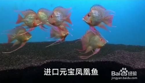 龍魚鳳魚虎魚豬鼻龜：龍魚、鳳魚、豬鼻龜四種觀賞魚的養(yǎng)殖方法與特點 龍魚百科 第3張