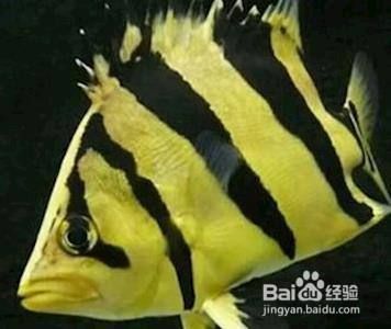 龍魚鳳魚虎魚豬鼻龜：龍魚、鳳魚、豬鼻龜四種觀賞魚的養(yǎng)殖方法與特點 龍魚百科 第4張