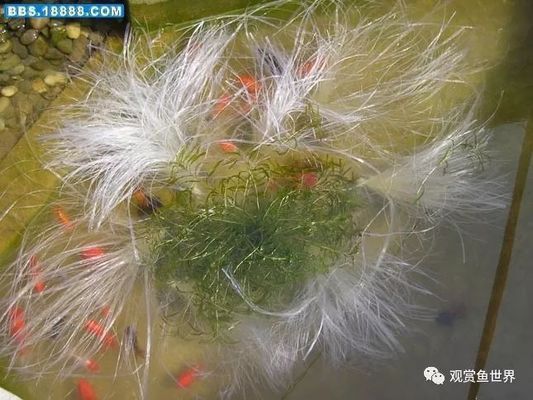 龍魚(yú)的缸：如何打造一個(gè)適合龍魚(yú)生存的魚(yú)缸 水族問(wèn)答 第1張