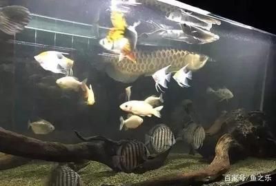 龍魚總是躲角落里：龍魚為什么喜歡躲在角落里 龍魚百科 第3張