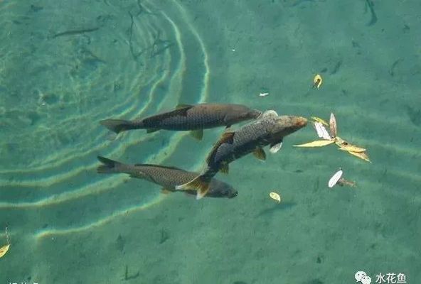 龍魚的公母怎么區(qū)分：如何分辨龍魚的公母,-龍魚的性別是什么 水族問答 第2張