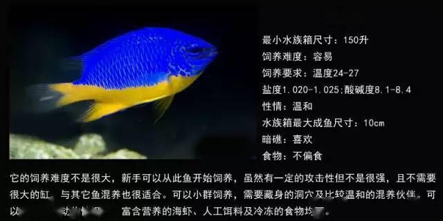 龍魚的功效和營養(yǎng)：&為什么說龍魚具有凈化水質(zhì)的功能 水族問答 第1張