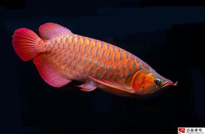 龍魚能不能吃豬肉：龍魚可以吃豬肉嗎？ 龍魚百科 第5張