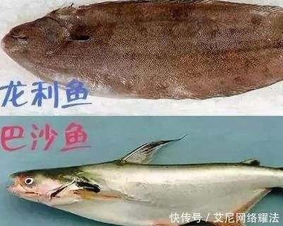 龍魚是巴沙魚嗎：東南亞淡水魚種類介紹龍魚并非巴沙魚而是屬于淡水魚類 龍魚百科 第1張