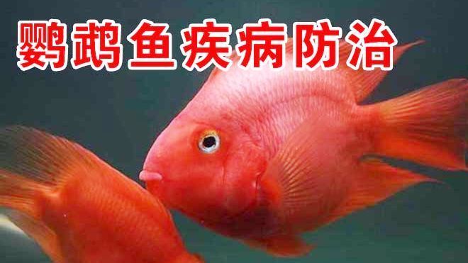 龍魚的觀賞價值是多少：關(guān)于龍魚的問題 水族問答 第2張