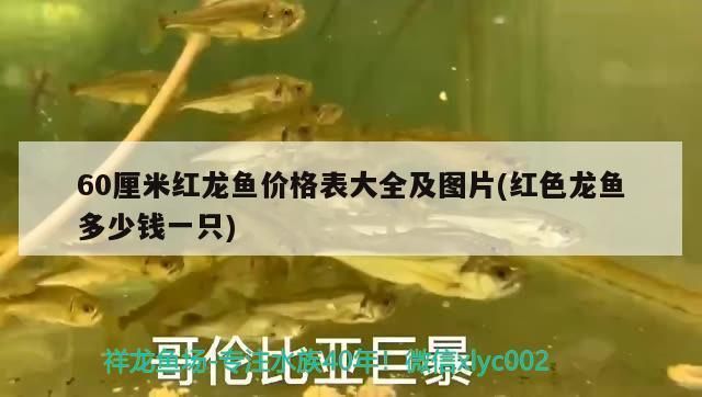 60厘米紅龍魚價(jià)格多少錢：60厘米紅龍魚價(jià)格走勢分析60厘米紅龍魚的價(jià)格是多少 龍魚百科 第5張