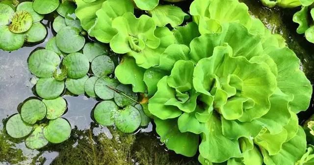 水草凈化水質(zhì)的具體方法：水草凈化水質(zhì)是通過其生物特性和生態(tài)作用實現(xiàn)的 龍魚百科 第5張