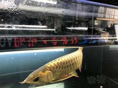 龍魚(yú)熱帶魚(yú)水溫多少合適喂食：如何控制龍魚(yú)的水溫