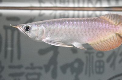 龍魚寄生蟲表現(xiàn)有哪些：龍魚寄生蟲病的治療方法龍魚寄生蟲病的自我診斷方法 龍魚百科 第3張