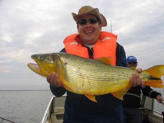 龍魚(yú)缸怎么選擇好的：龍魚(yú)缸尺寸與龍魚(yú)品種關(guān)系 龍魚(yú)百科 第2張