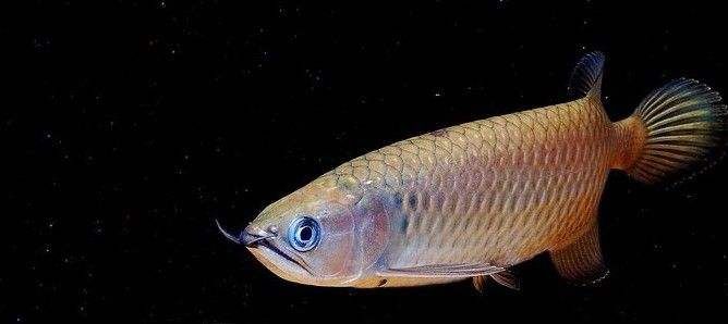 星點龍魚夜間活動特點觀察：星點龍魚夜間捕食技巧解析 龍魚百科 第4張