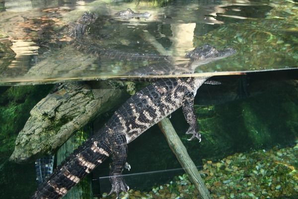 龍魚身上長白點怎么治：如何治療龍魚白點病 龍魚百科 第3張