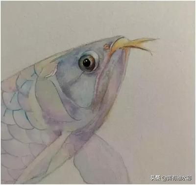 龍魚的講究：養(yǎng)龍魚的注意事項 水族問答 第2張