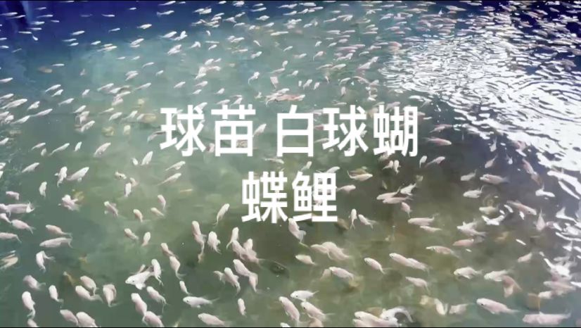 白白胖胖的蝴蝶鯉寶寶：蝴蝶鯉寶寶的飼養(yǎng)方法 觀賞魚論壇