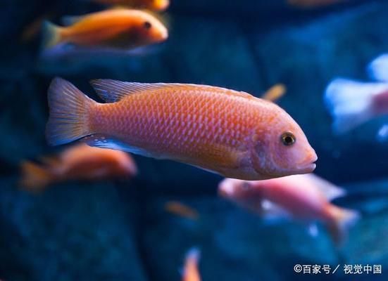 選購觀賞魚時(shí)應(yīng)注意哪些細(xì)節(jié)：如何選購觀賞魚 龍魚百科 第1張