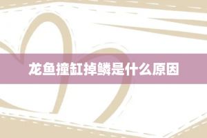 龍魚撞缸掉鱗頭部受傷怎么辦：如何判斷龍魚是否受驚 龍魚百科 第1張