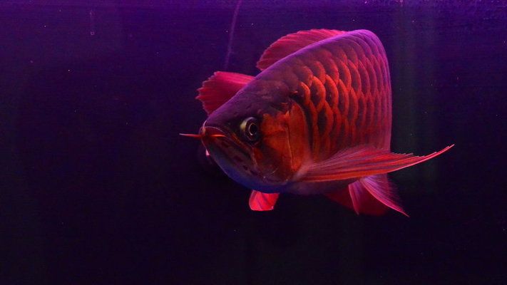 紅龍魚(yú)發(fā)色技巧有哪些？：紅龍魚(yú)發(fā)色技巧 龍魚(yú)百科 第4張