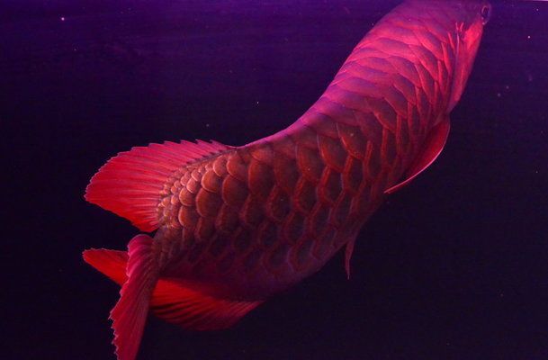 紅龍魚(yú)發(fā)色技巧有哪些？：紅龍魚(yú)發(fā)色技巧 龍魚(yú)百科 第5張