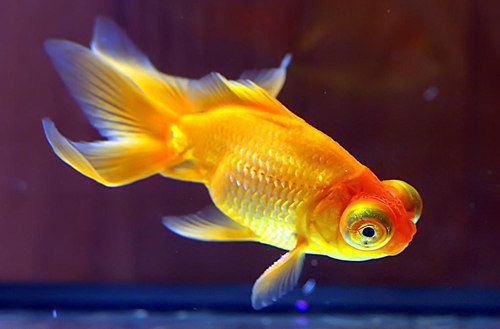 如何自制金三間魚(yú)植物飼料：自制金三間魚(yú)植物飼料營(yíng)養(yǎng)搭配指南 龍魚(yú)百科 第1張