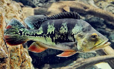 如何自制金三間魚(yú)植物飼料：自制金三間魚(yú)植物飼料營(yíng)養(yǎng)搭配指南 龍魚(yú)百科 第4張