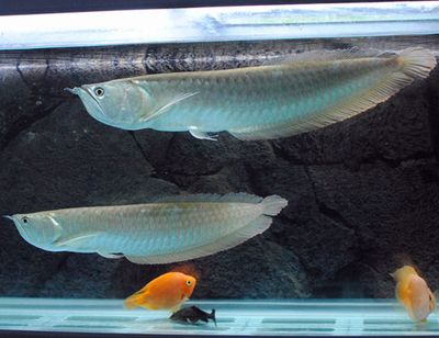 銀龍魚(yú)水溫過(guò)高影響：水溫過(guò)高對(duì)銀龍魚(yú)的影響 龍魚(yú)百科 第2張