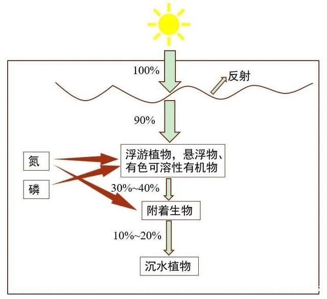 控制光照對水質(zhì)的具體操作方法：控制光照是改善和維持水質(zhì)的關(guān)鍵方法 龍魚百科 第5張