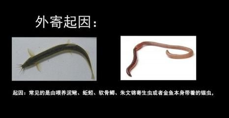 龍魚(yú)怎么去除寄生蟲(chóng)病的方法：如何治療龍魚(yú)寄生蟲(chóng)病 龍魚(yú)百科 第4張